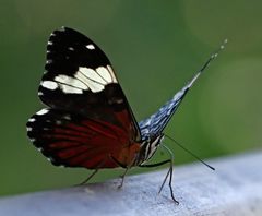 Hamadryas amphinome amphinome