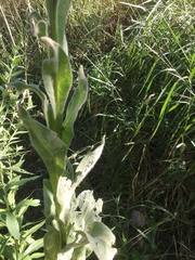 Verbascum thapsus