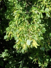 Tilia
