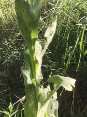 Verbascum thapsus