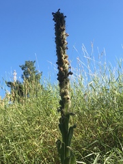 Verbascum thapsus