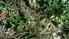 Agrimonia eupatoria