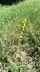 Agrimonia eupatoria
