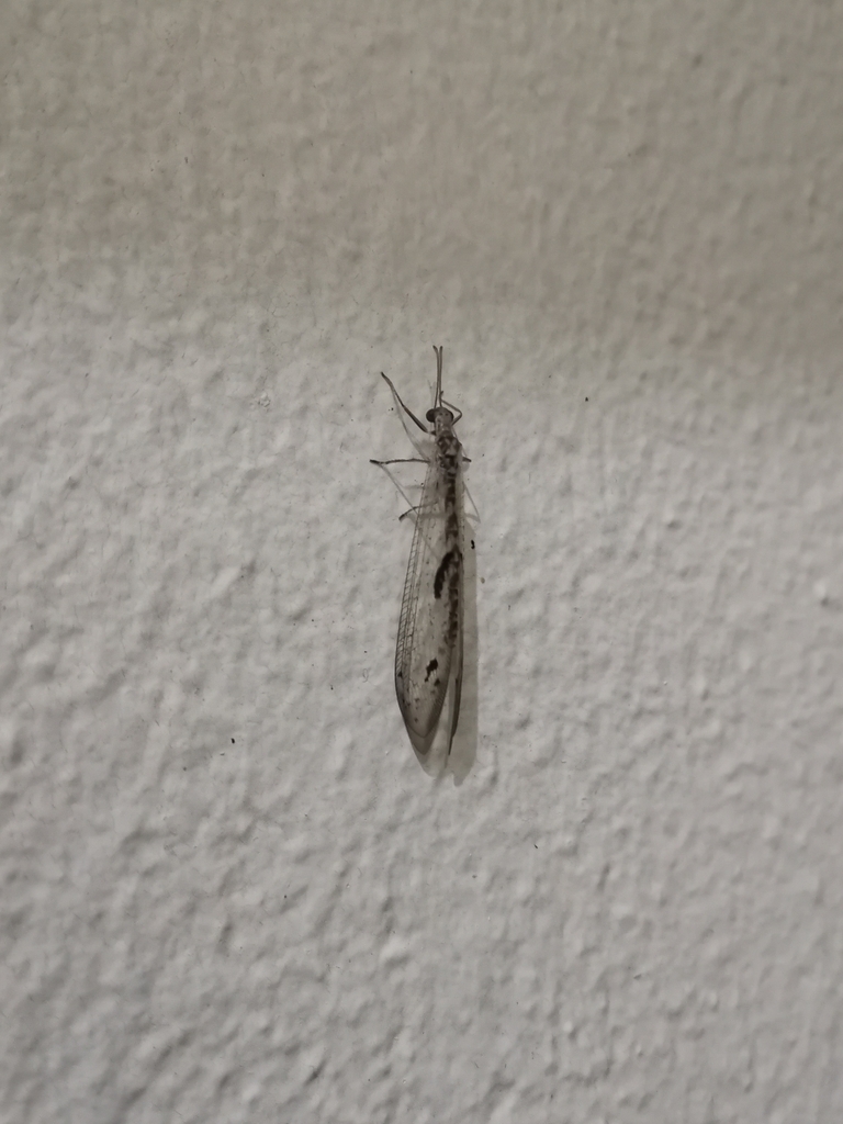Indophanes fuscilomus
