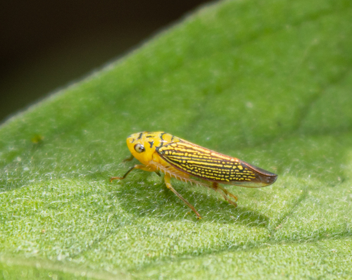 Parathona gratiosa