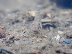 Pseudogobius