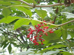 Sambucus williamsii