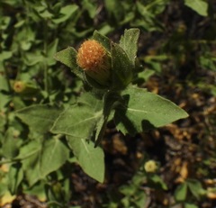Brickellia greenei
