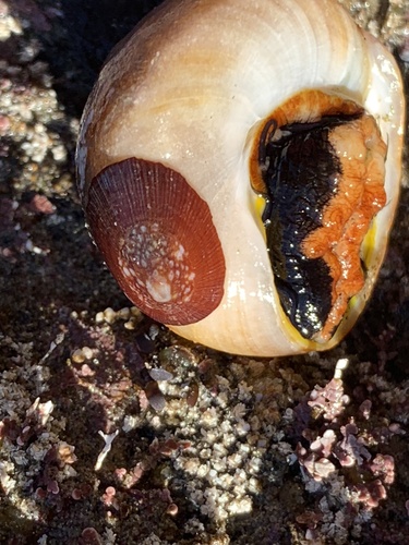 Rocking Chair Limpet