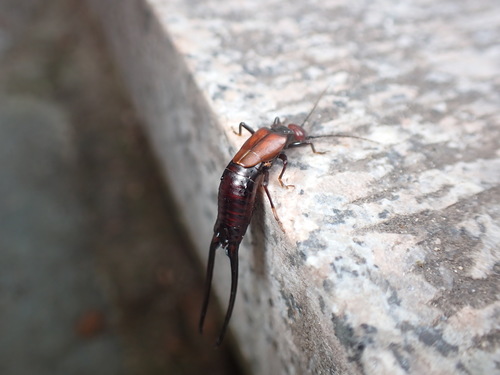 Subspecies Forficula davidi externa · iNaturalist