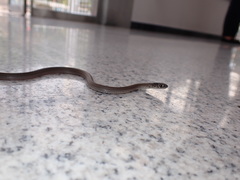 Orientocoluber spinalis