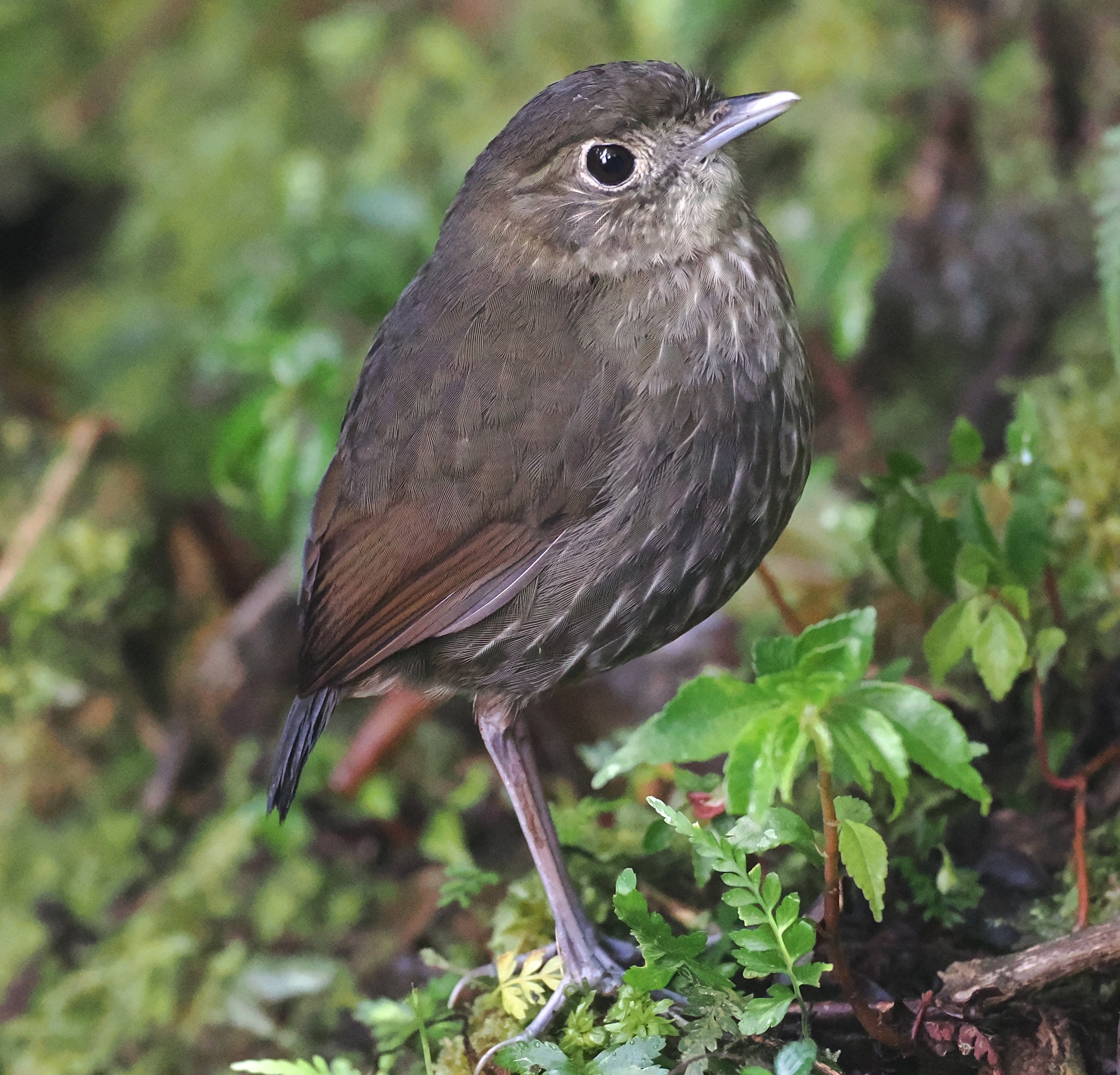 Cundinamarca Antpitta (Grallaria kaestneri), photo 2