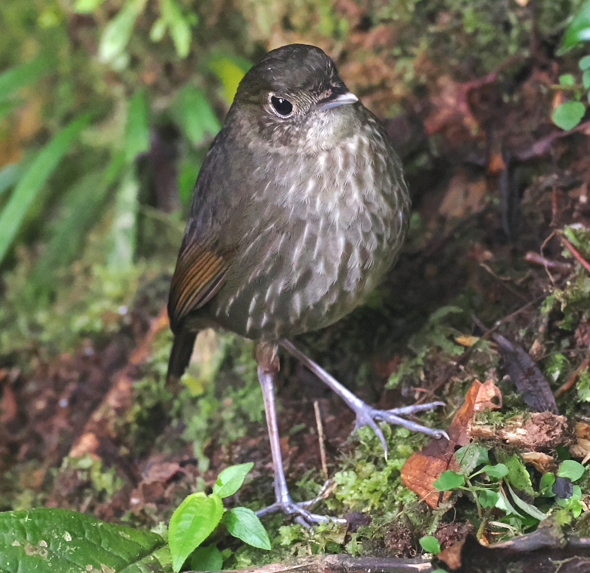 Cundinamarca Antpitta (Grallaria kaestneri), photo 3