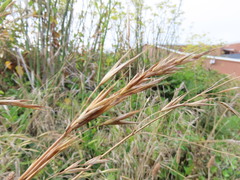 Bromus maritimus