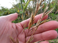 Bromus maritimus