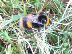 Bombus lucorum