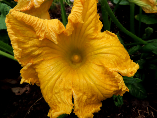 Cucurbita maxima