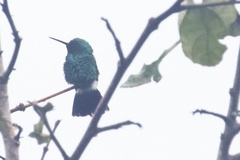 Chlorostilbon mellisugus