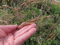 Bromus maritimus