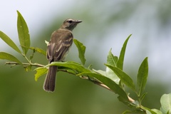 Nesotriccus incomtus
