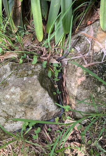 Golden-crowned Snake sighting