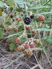 Rubus ulmifolius