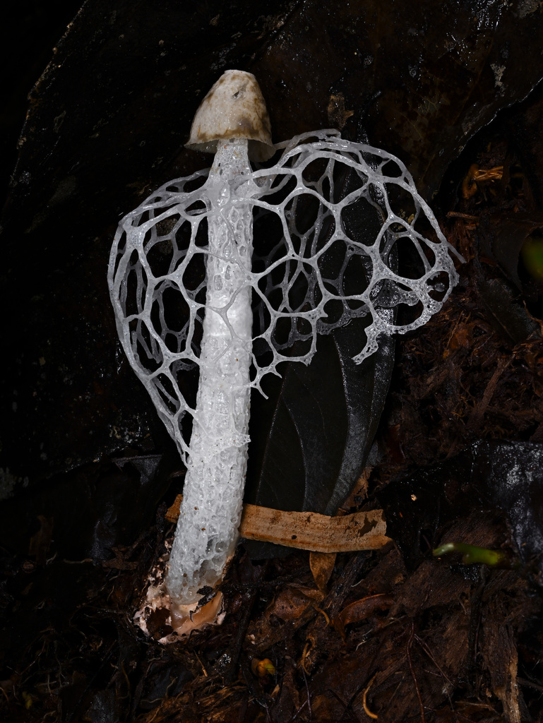 Phallus aureolatus · February 2025 · photo: © alan_rockefeller (iNaturalist, cc-by-sa)