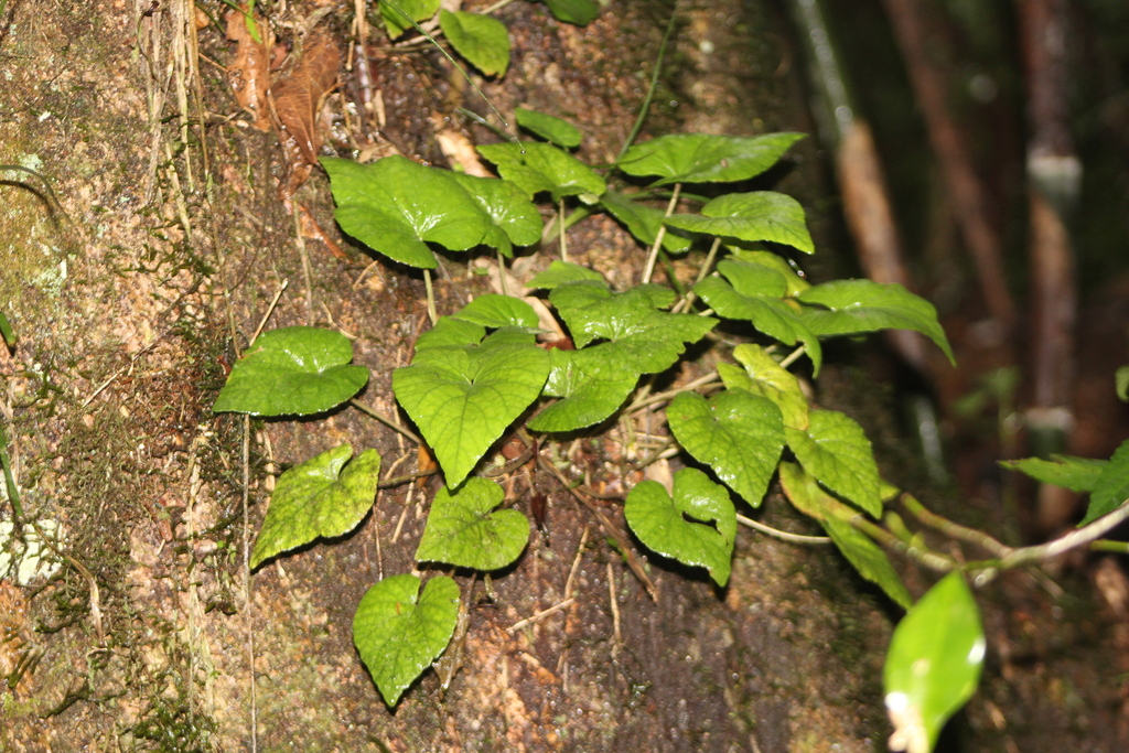Dorstenia tenuis, Guatambu - State of Santa Catarina, Brazil