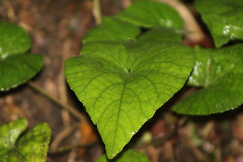 Dorstenia tenuis