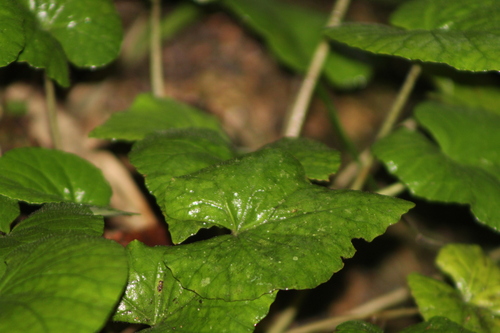 Dorstenia tenuis