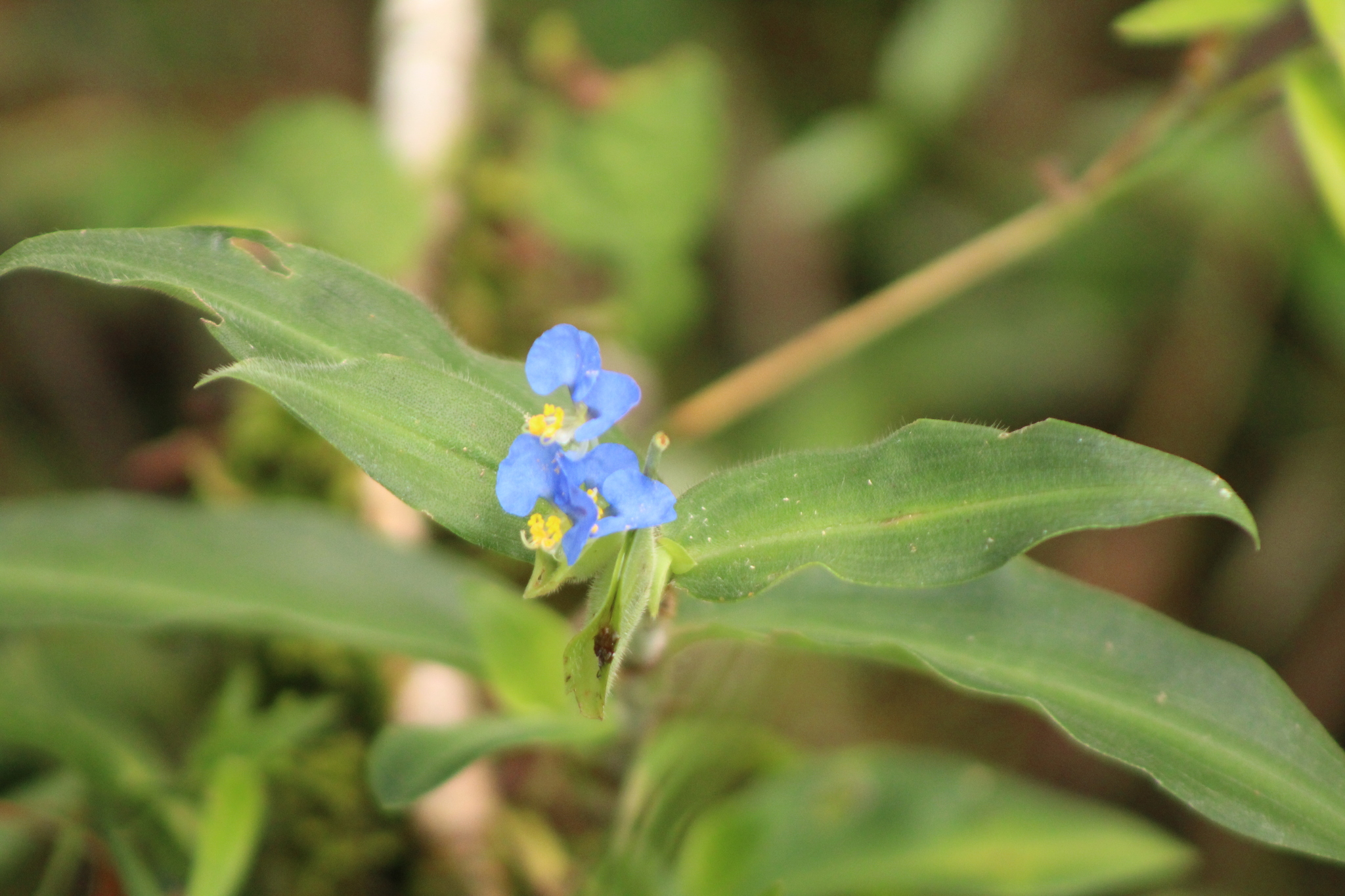 Commelina obliqua