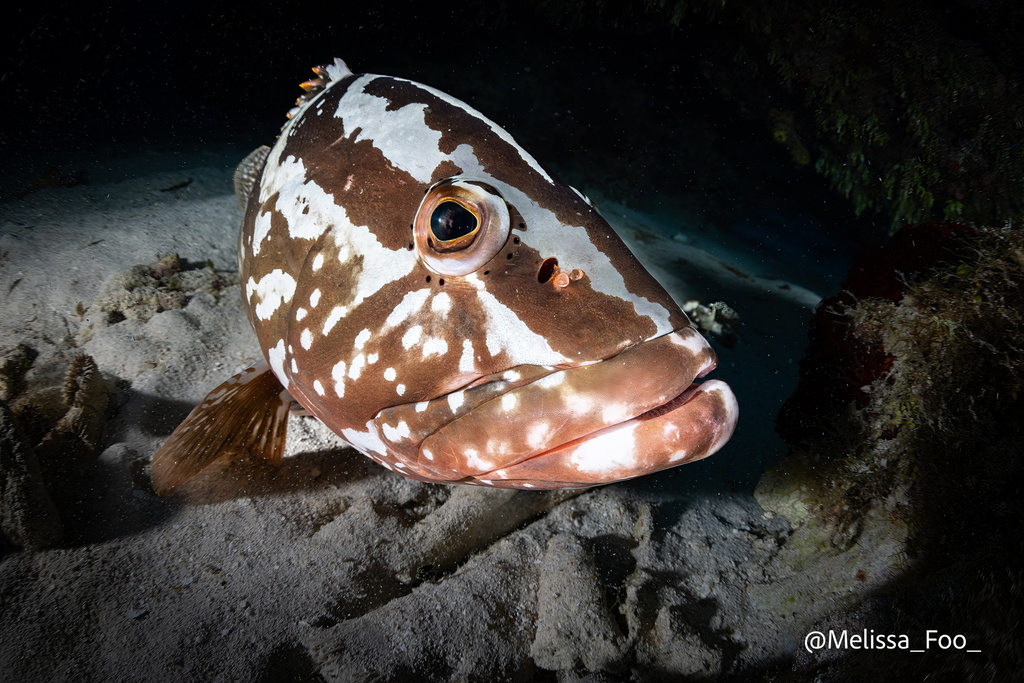 Photo of Nassau grouper (Epinephelus striatus)