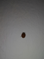 Harmonia axyridis