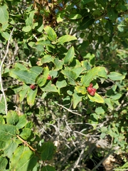 Lonicera