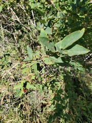 Lonicera