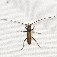 Osmidus guttatus