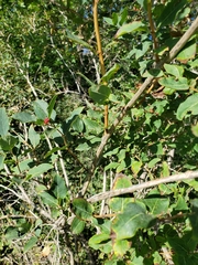 Lonicera