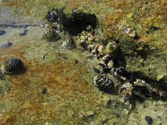 Nerita tessellata