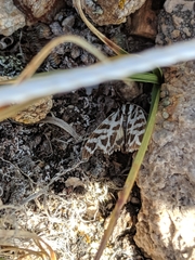 Apantesis cervinoides