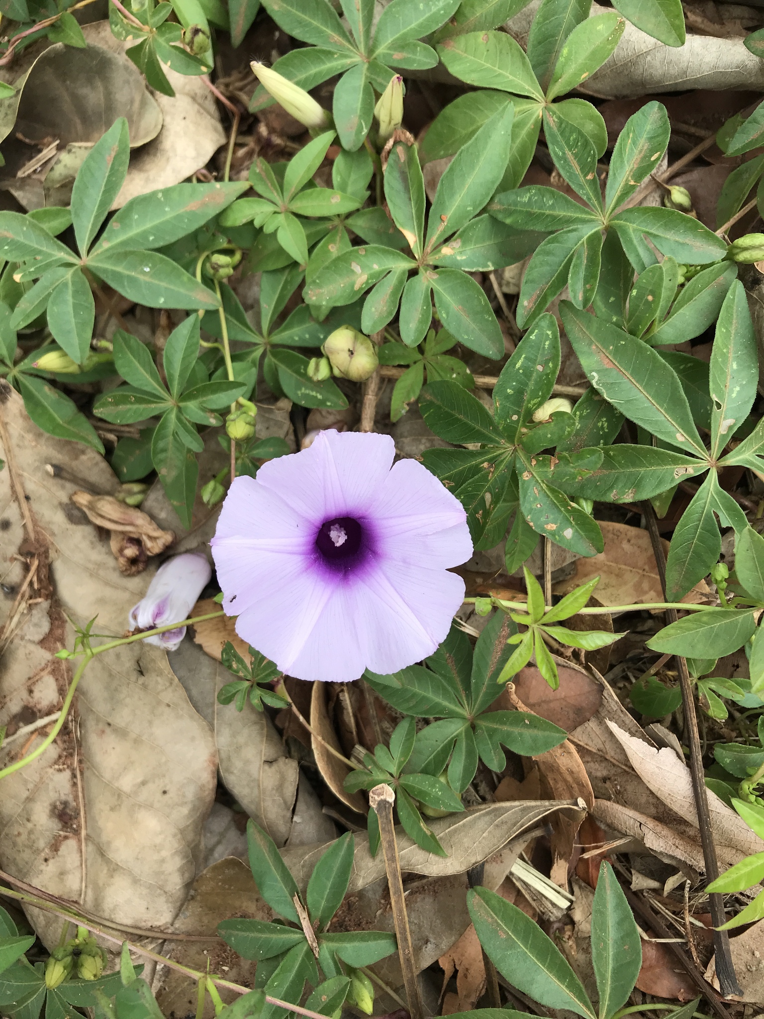 Ipomoea cairica