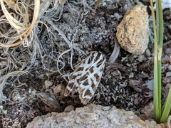 Apantesis cervinoides