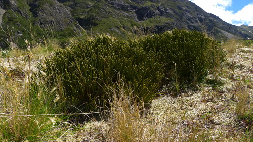 Image of Veronica lycopodioides by (c) Sarah Richardson, some rights reserved (CC BY)