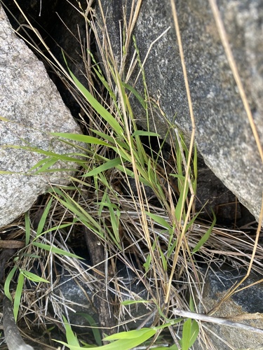 iNaturalist observation photo of panic veldtgrass