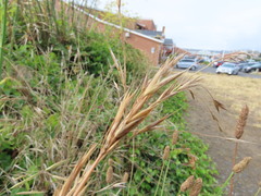 Bromus maritimus