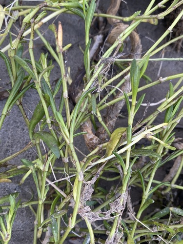 iNaturalist observation photo of Marsh Jaumea