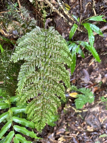 Callistopteris apiifolia iNat (1)