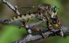 Promachus vertebratus