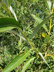 Salix