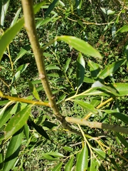 Salix