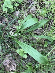 Veratrum hybridum